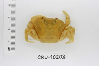 Media type: image;   Invertebrate Zoology CRU-10208 Description: Preserved specimen.;